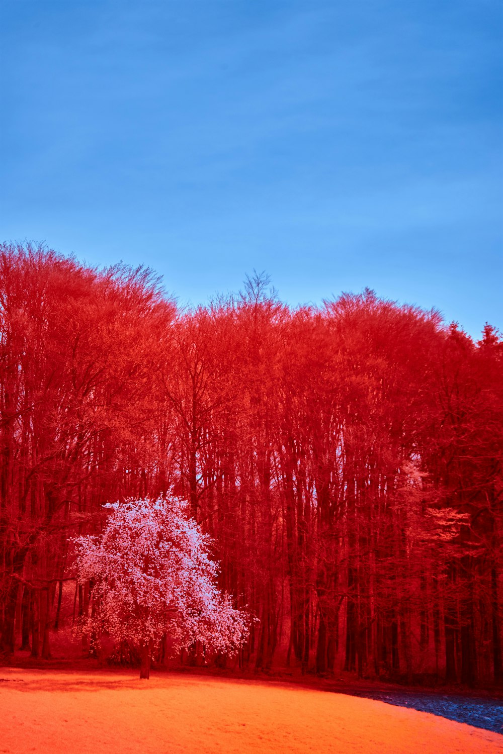 Un grupo de árboles con hojas rojas