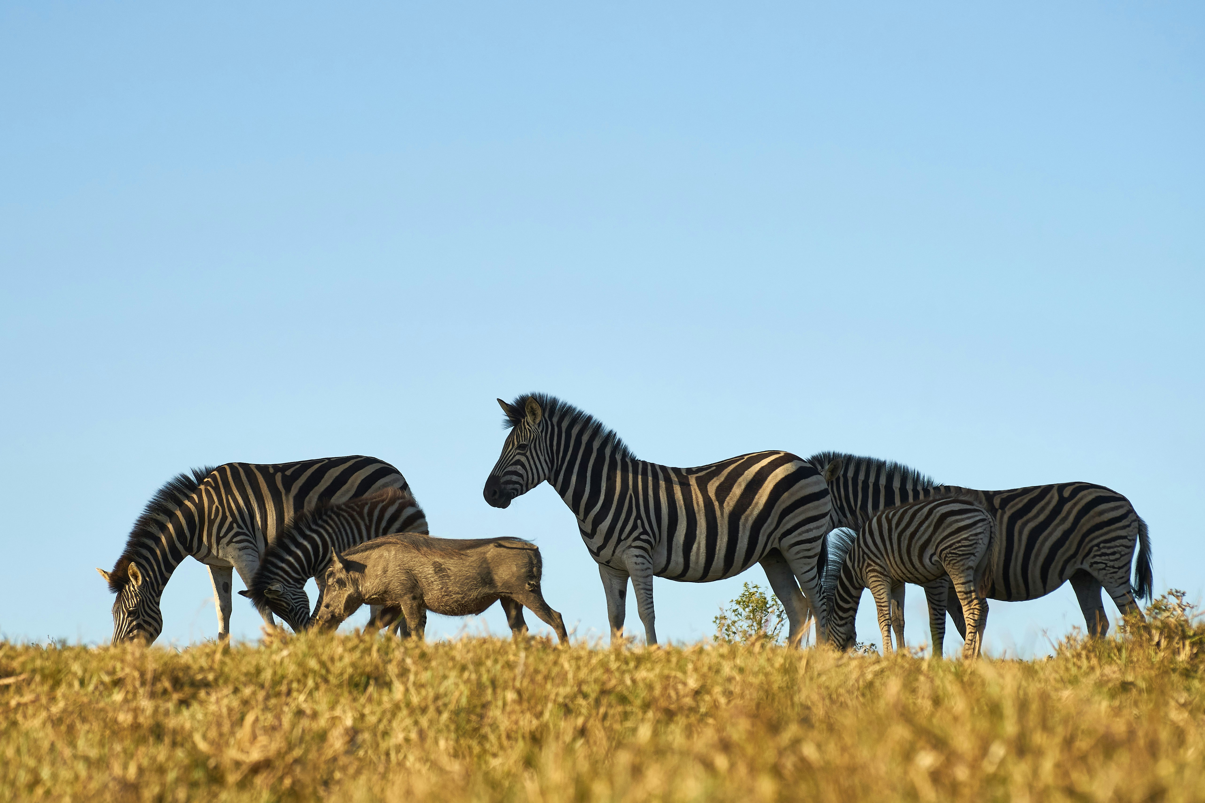 Photo by wolfgang_hasselmann