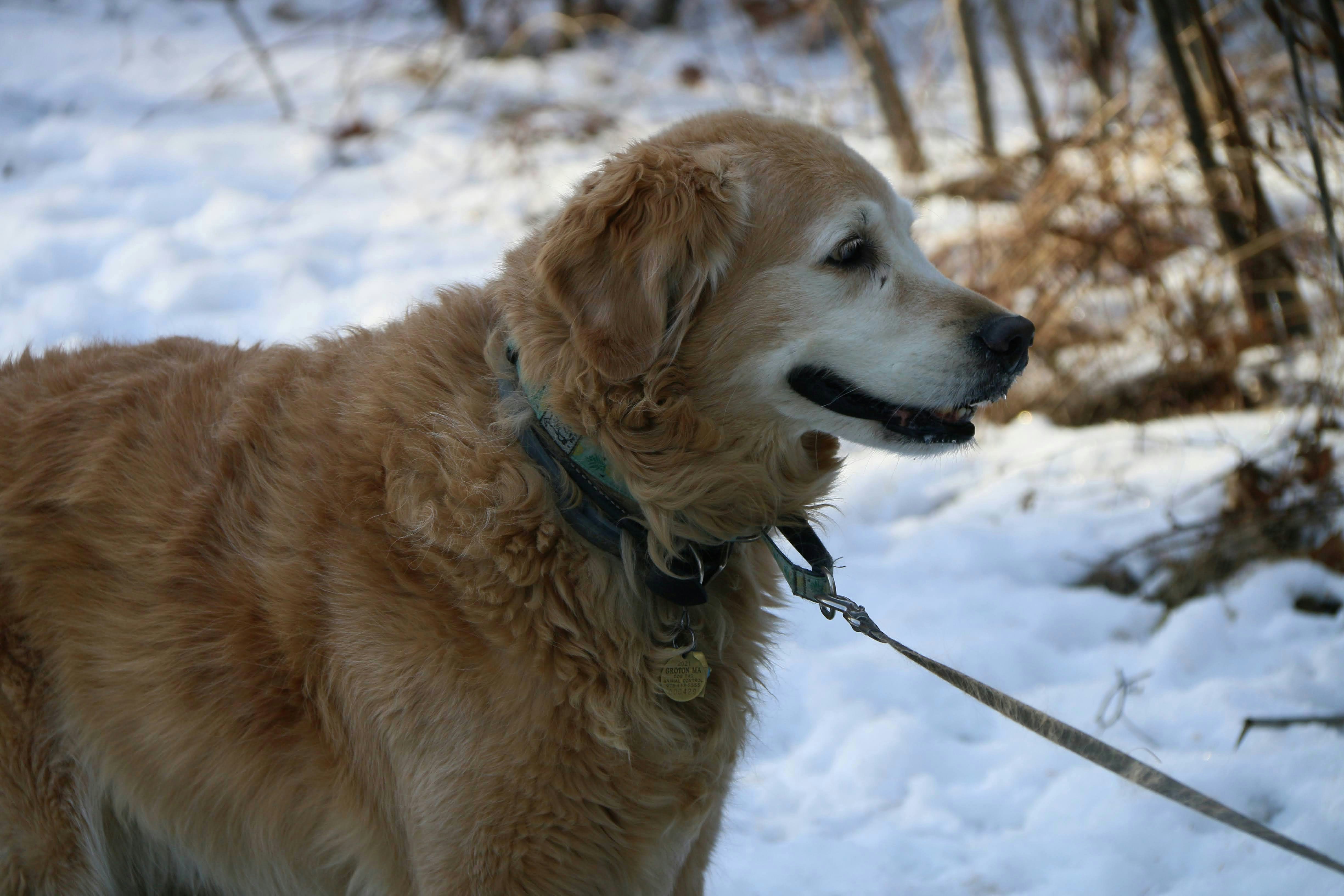 Photo by stevelieman