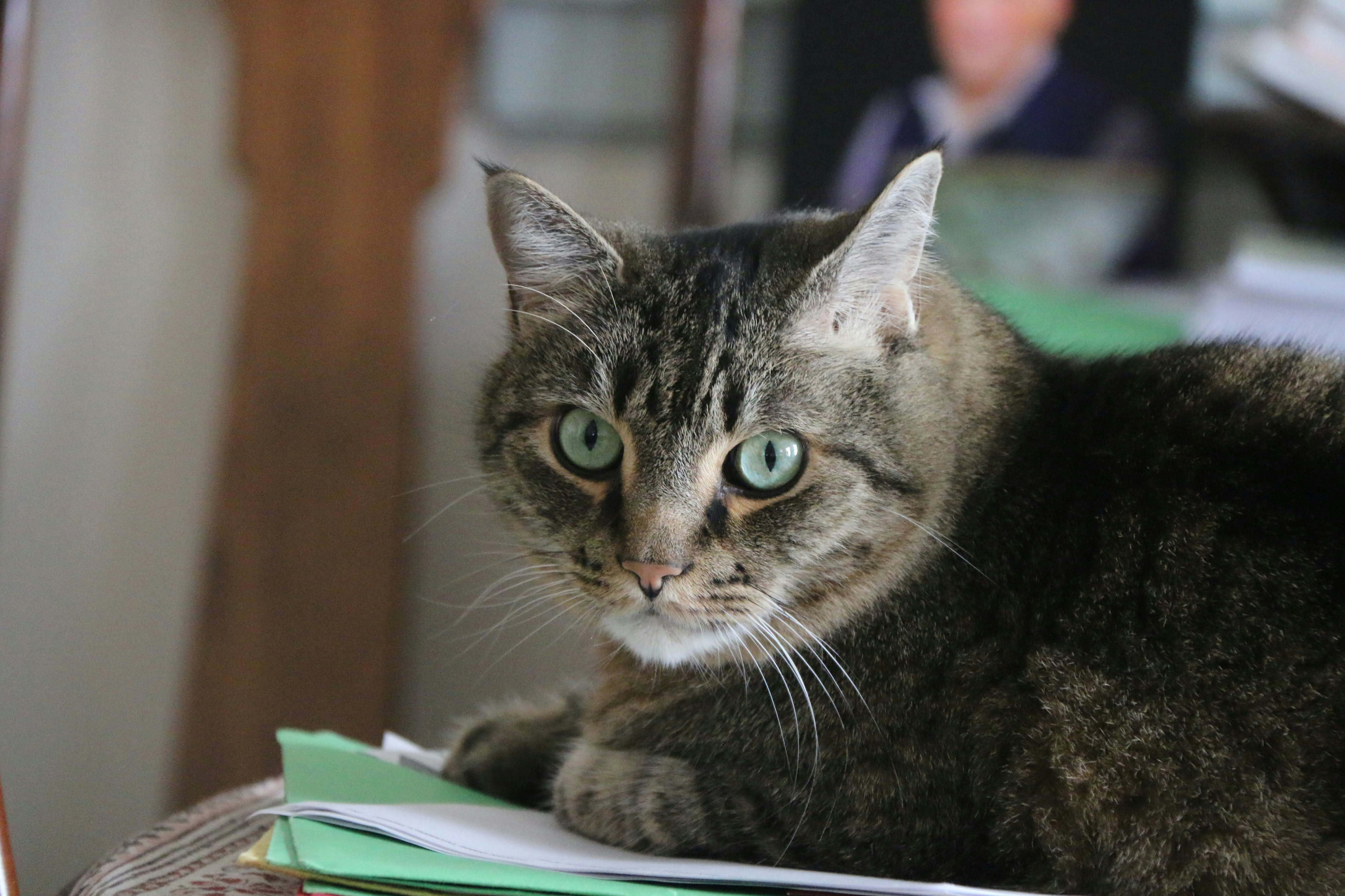 Pet owner reviewing paperwork related to pet insurance exclusions and claim records