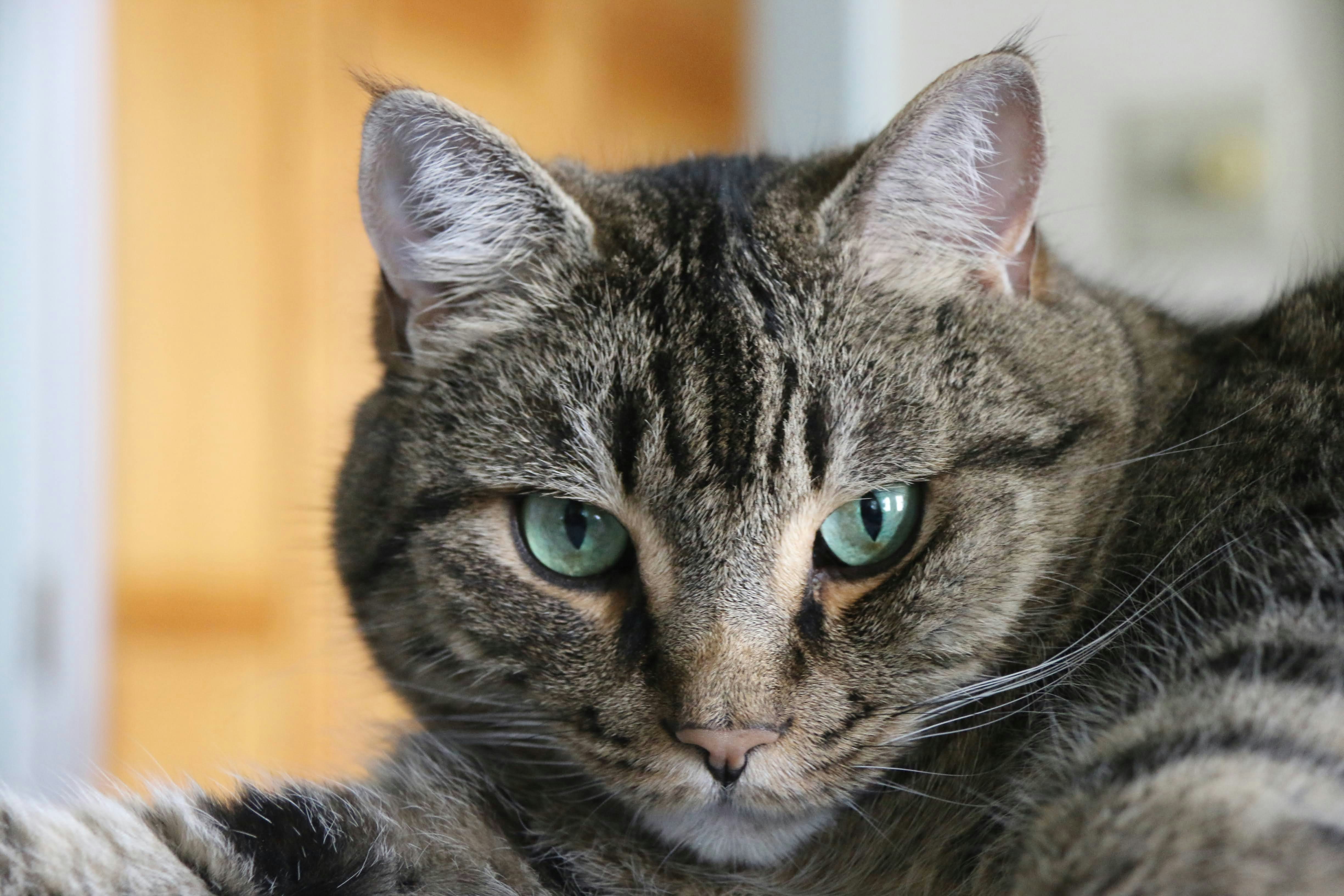 Photo by stevelieman