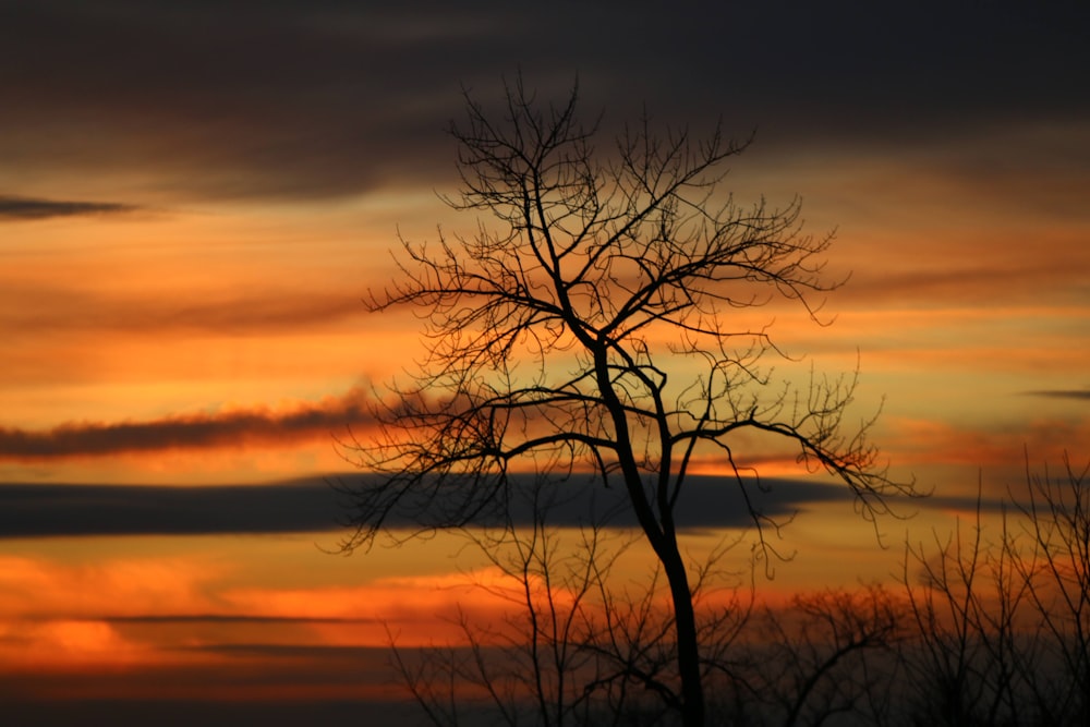 a tree with a sunset in the background