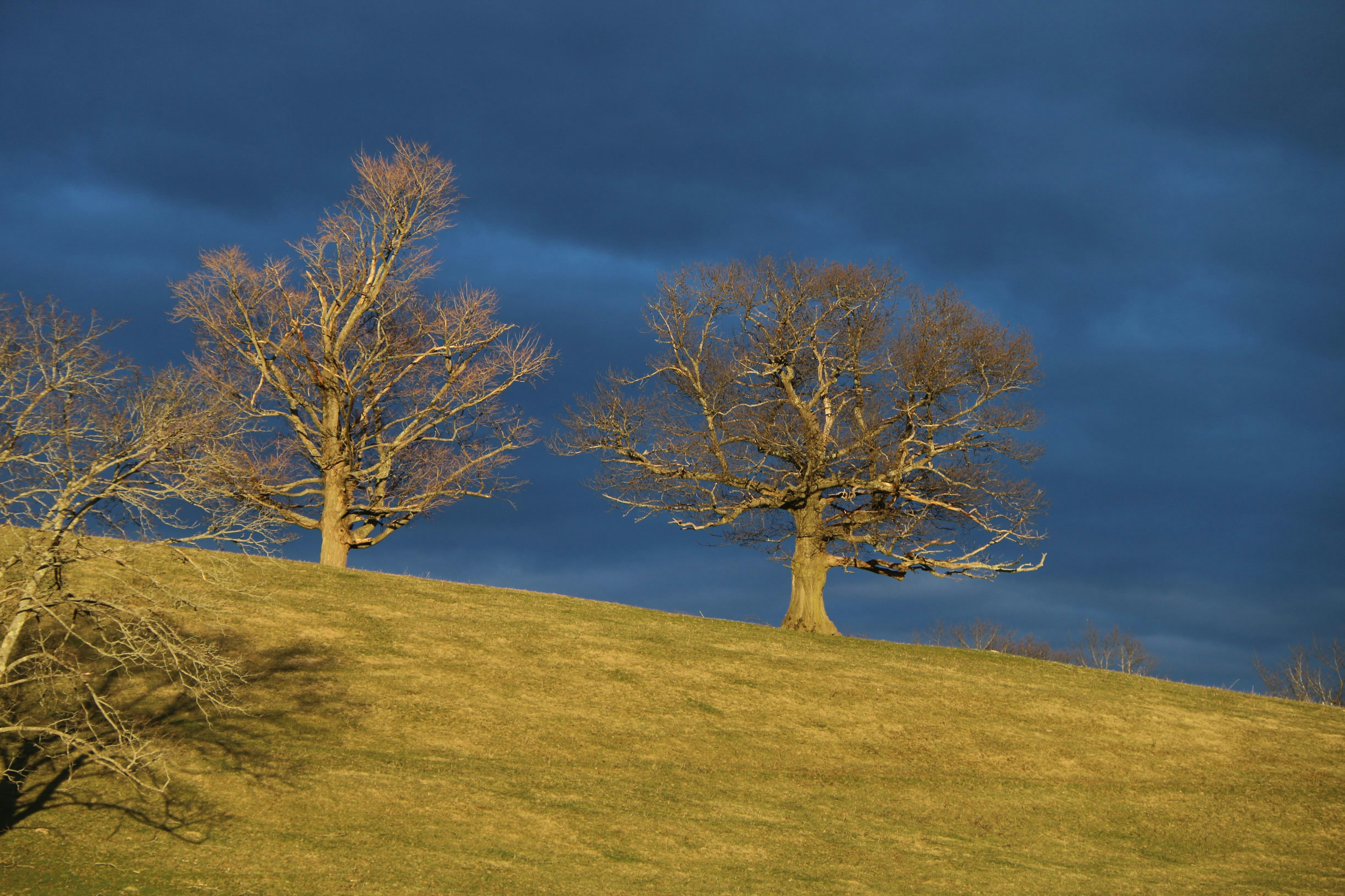 a group of trees on a hill