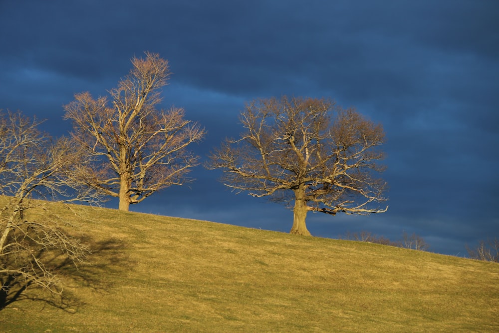 a group of trees on a hill