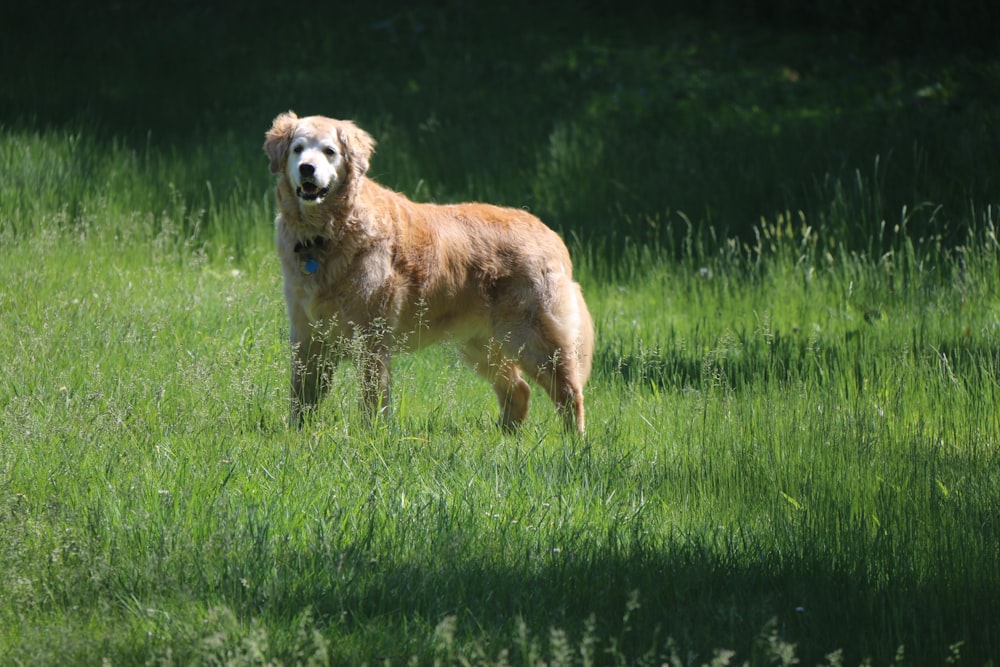 a dog standing in a grassy area