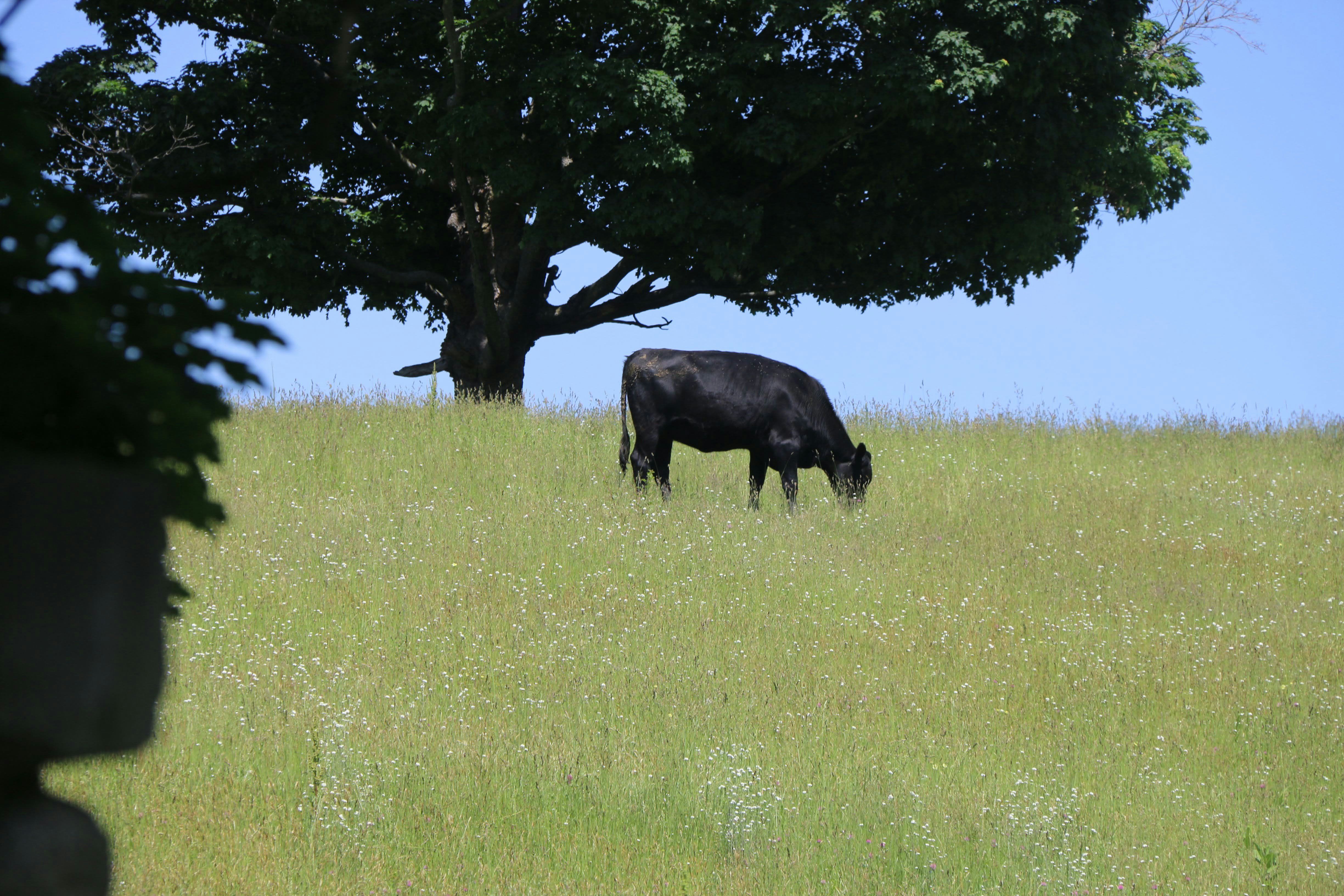 a cow grazing in a field