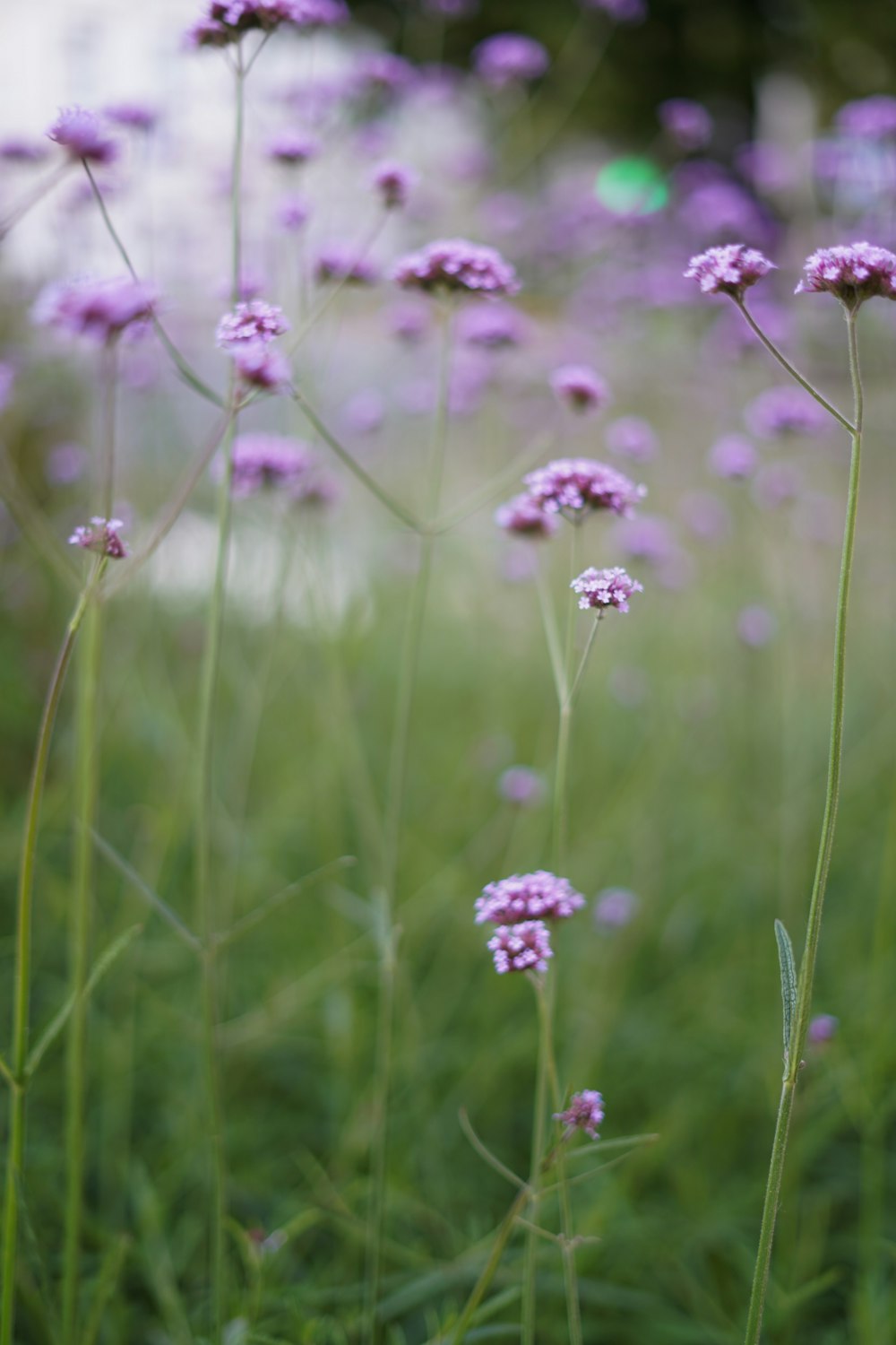 a close up of a flower