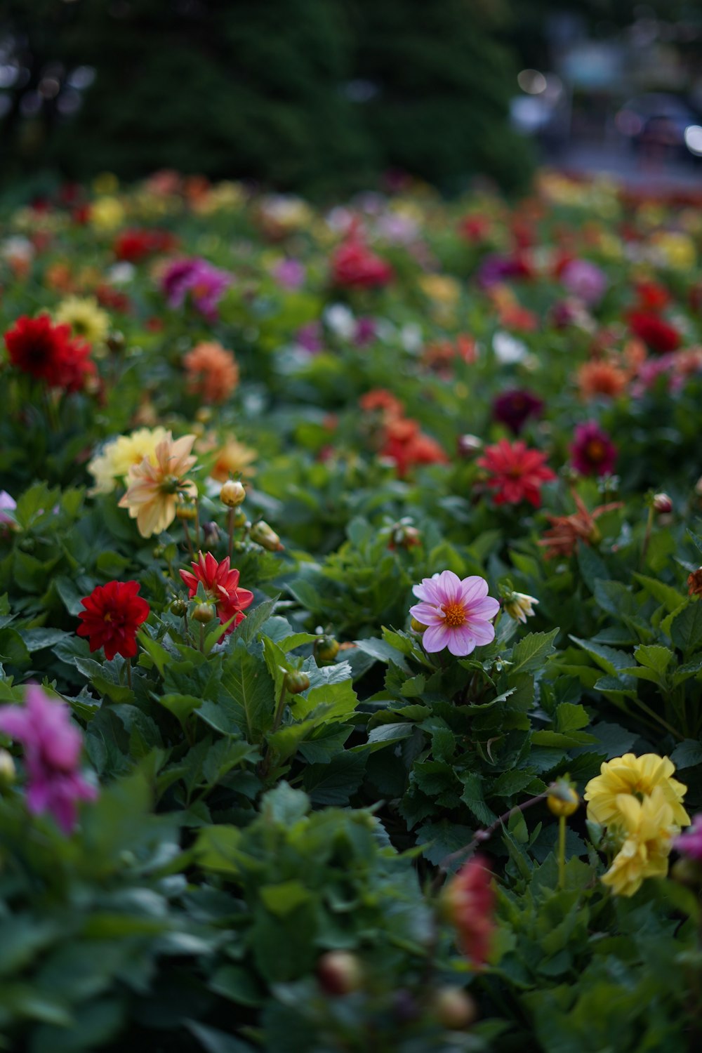 a field of colorful flowers