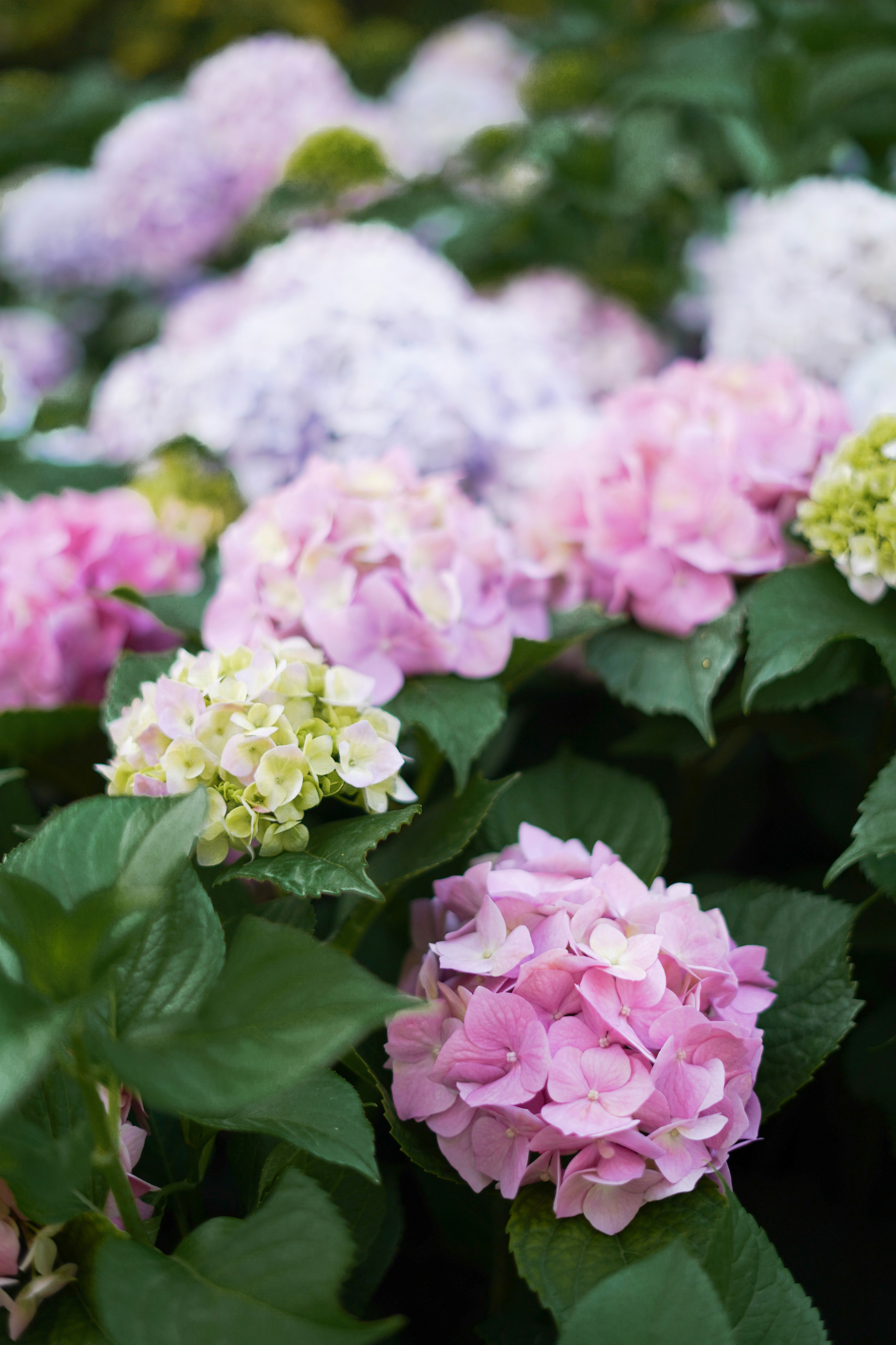 Photo by albina___white