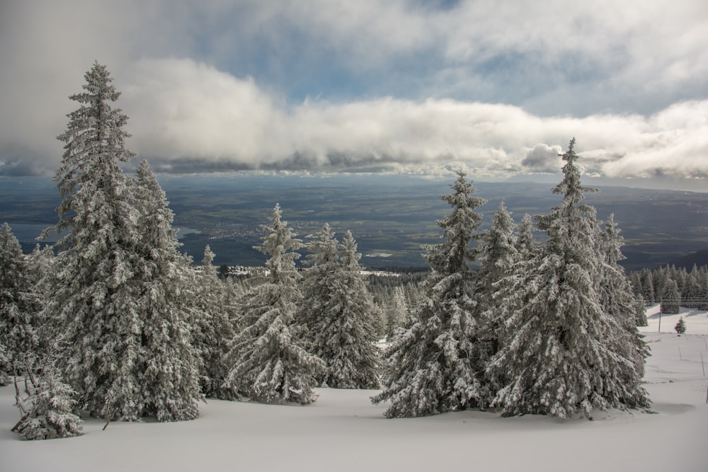 a snowy landscape with trees