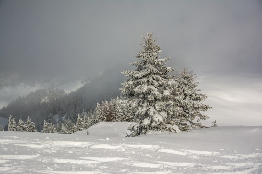 a snowy landscape with trees