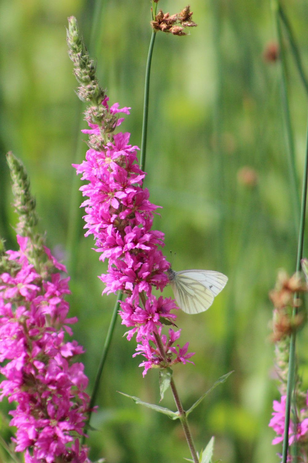 a butterfly on a flower