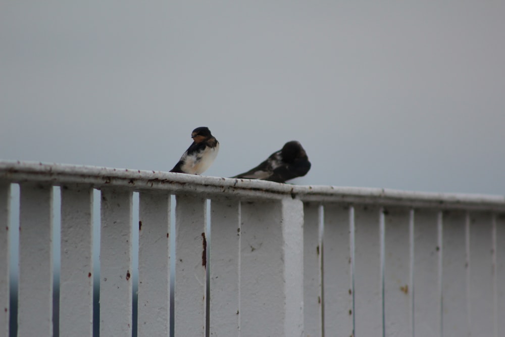 two birds sitting on a fence
