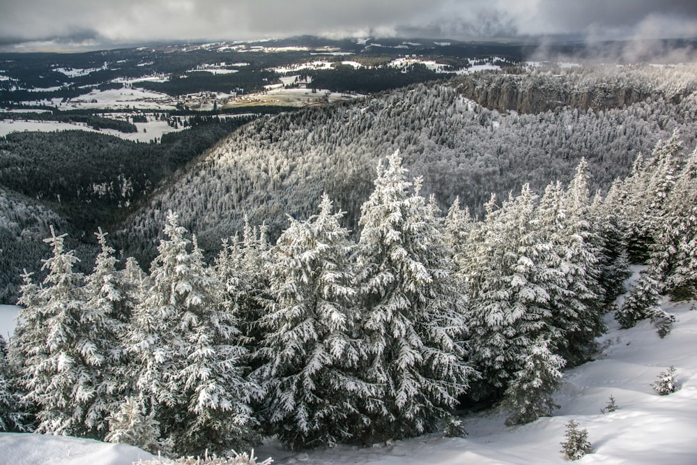 a snowy landscape with trees