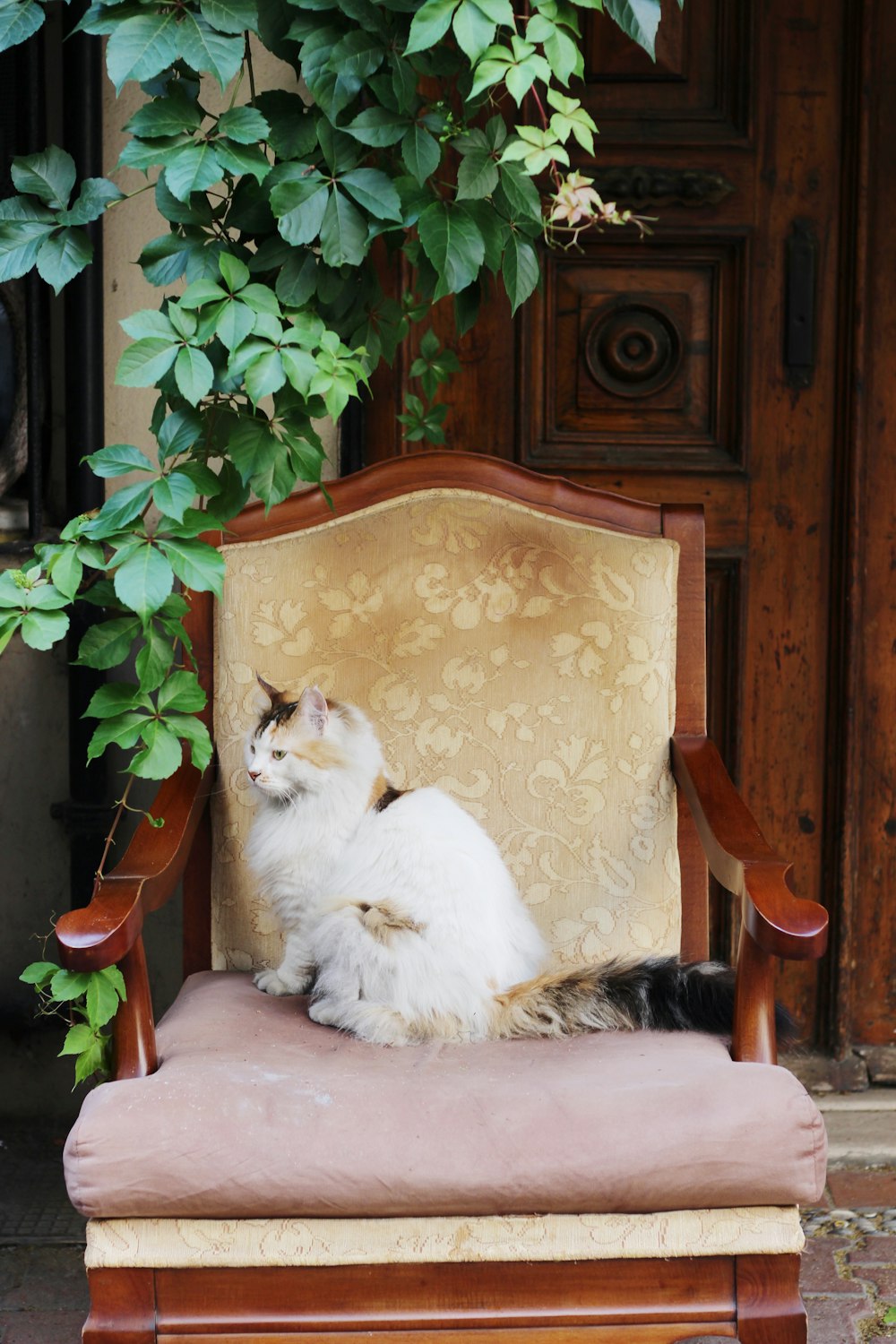 a cat sitting on a chair