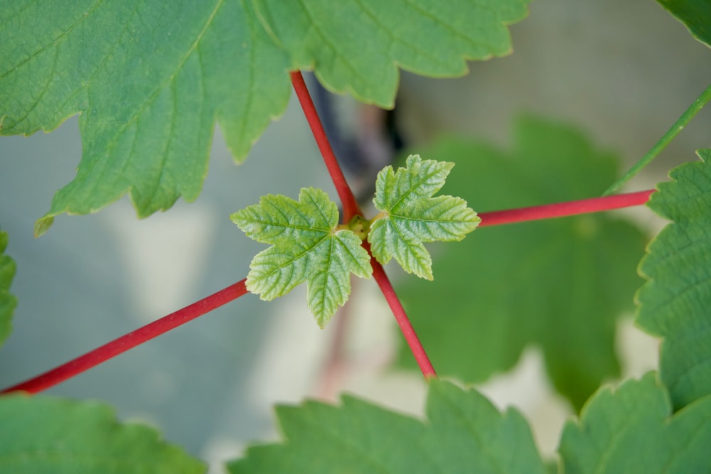 a close up of a plant