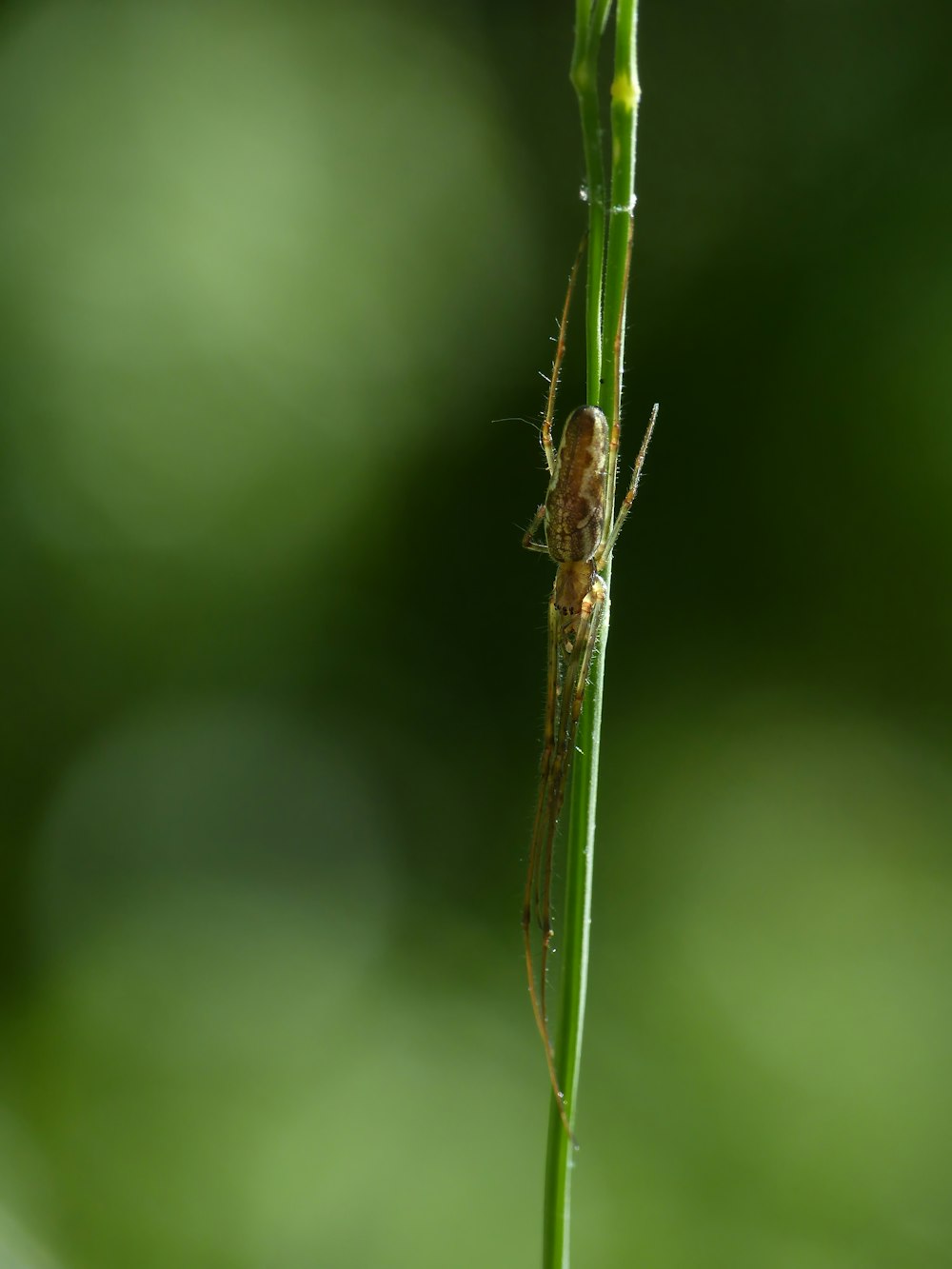 a bug on a leaf