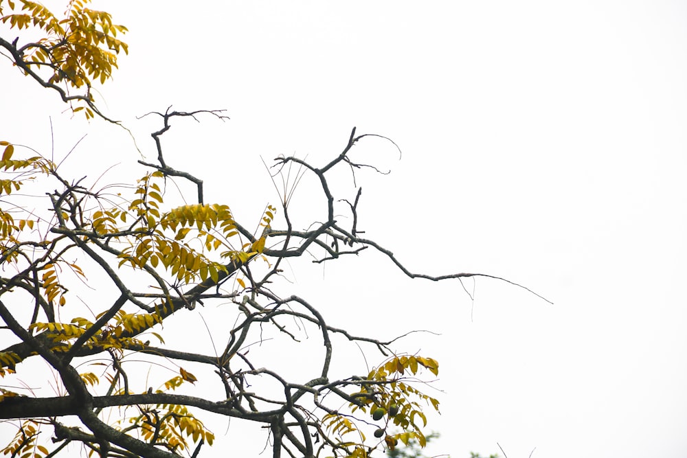 uma árvore com folhas amarelas