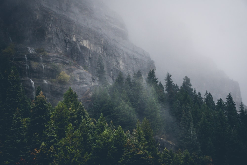 a forest on a mountain