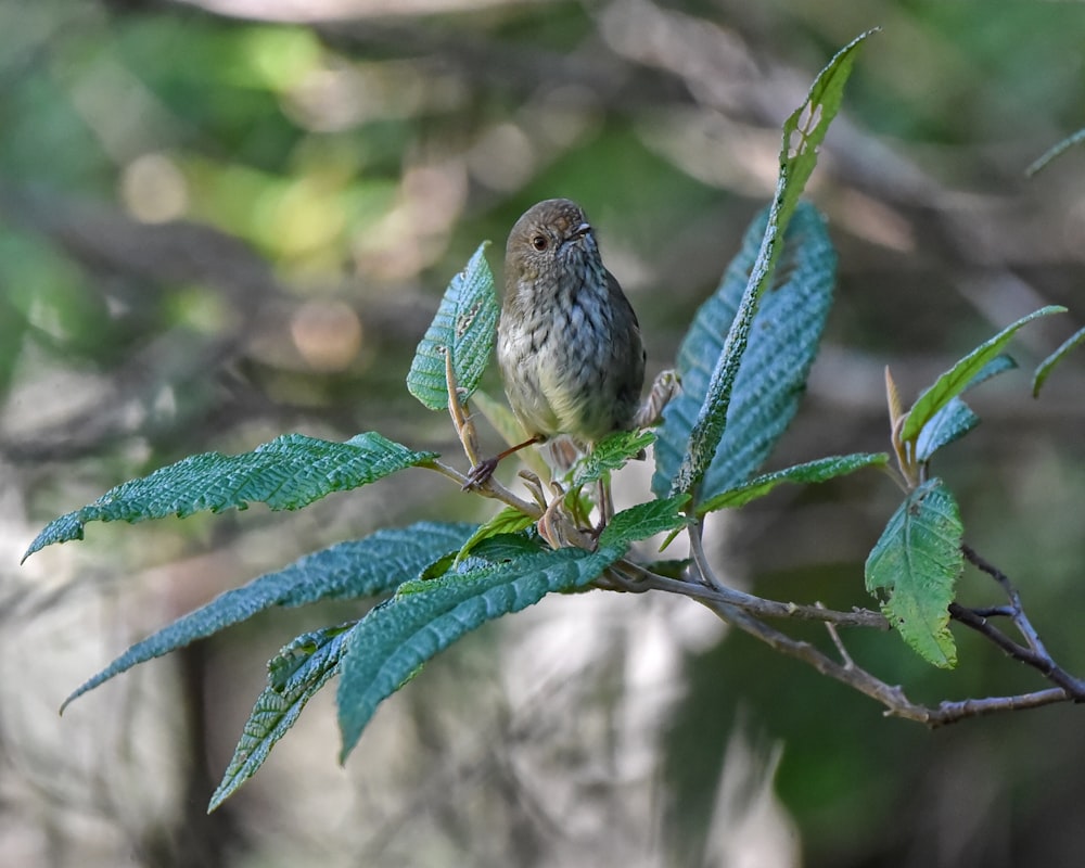 a couple of birds on a branch