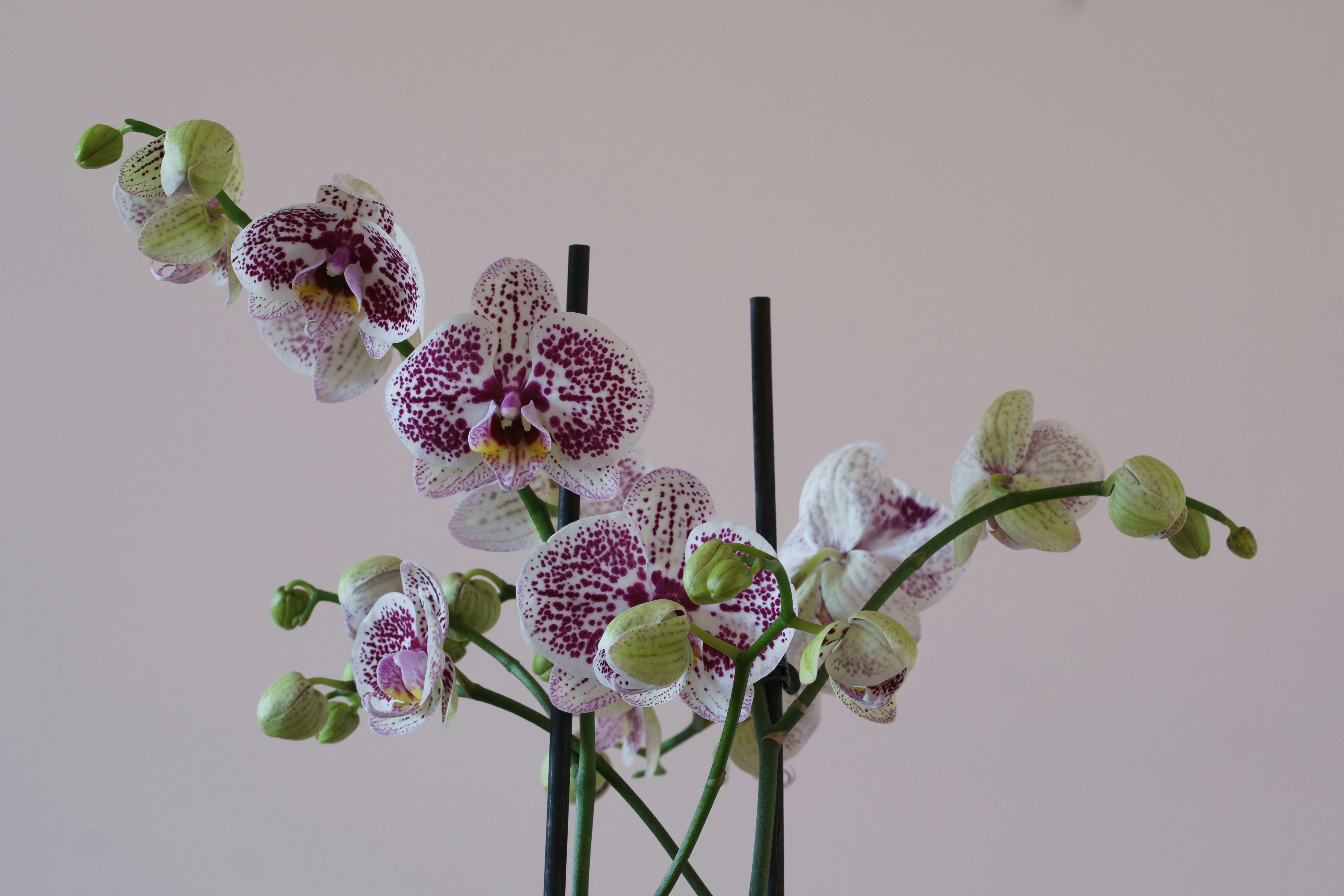 Photo by earl_plannerzone