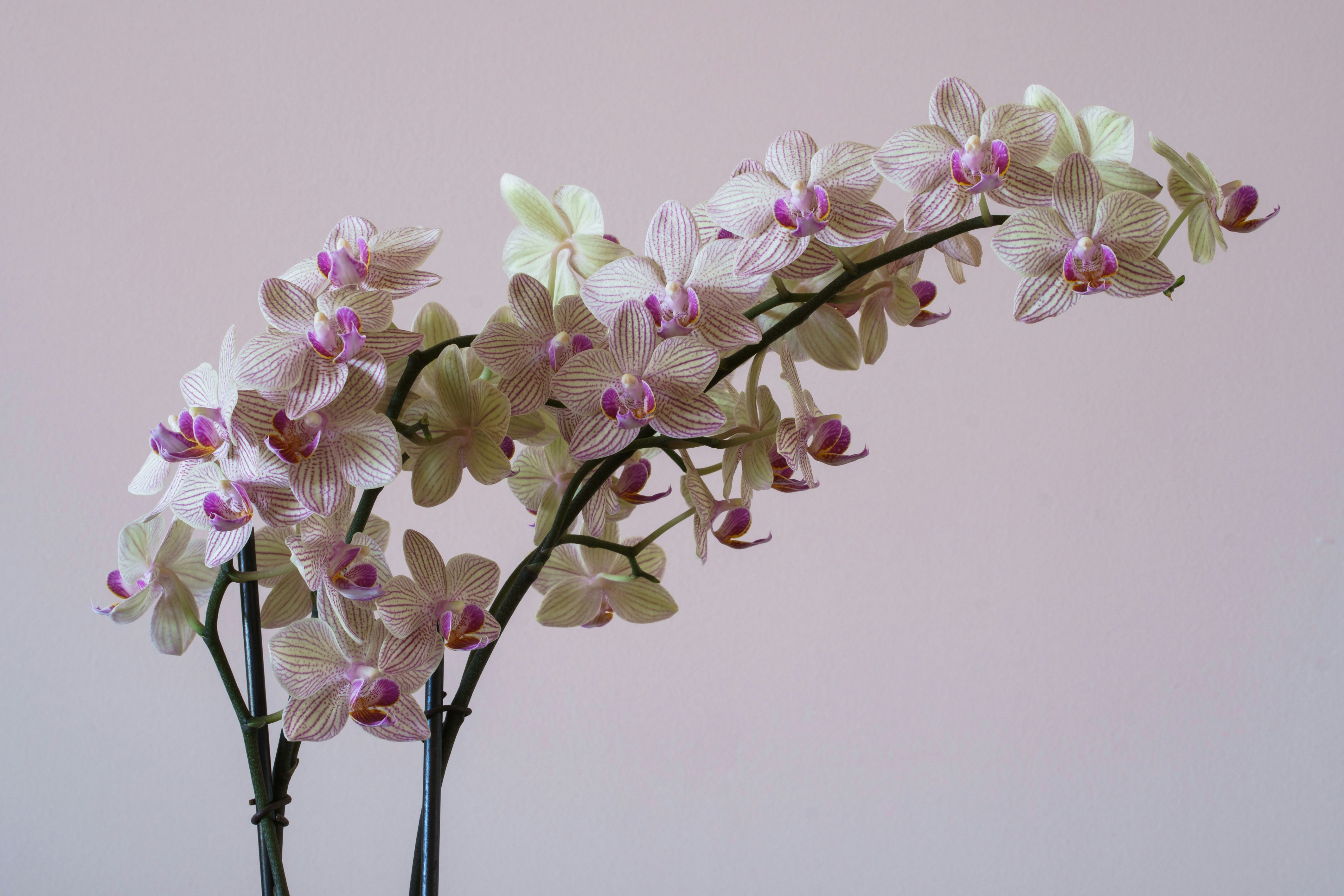 Photo by earl_plannerzone