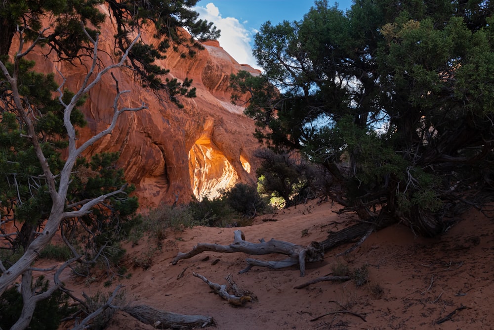 a rocky canyon with trees