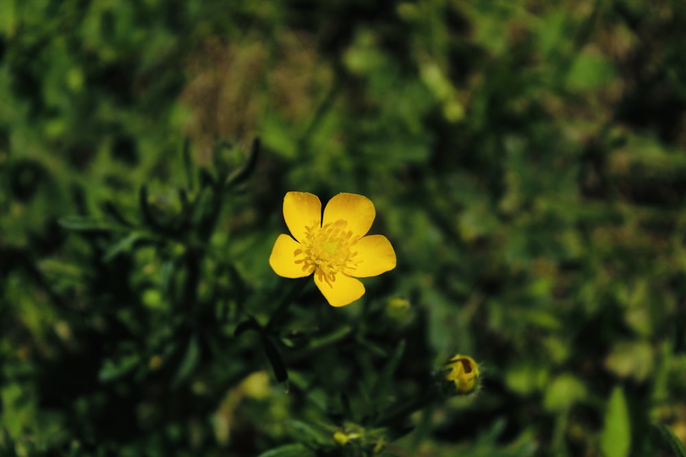 a yellow flower in a field