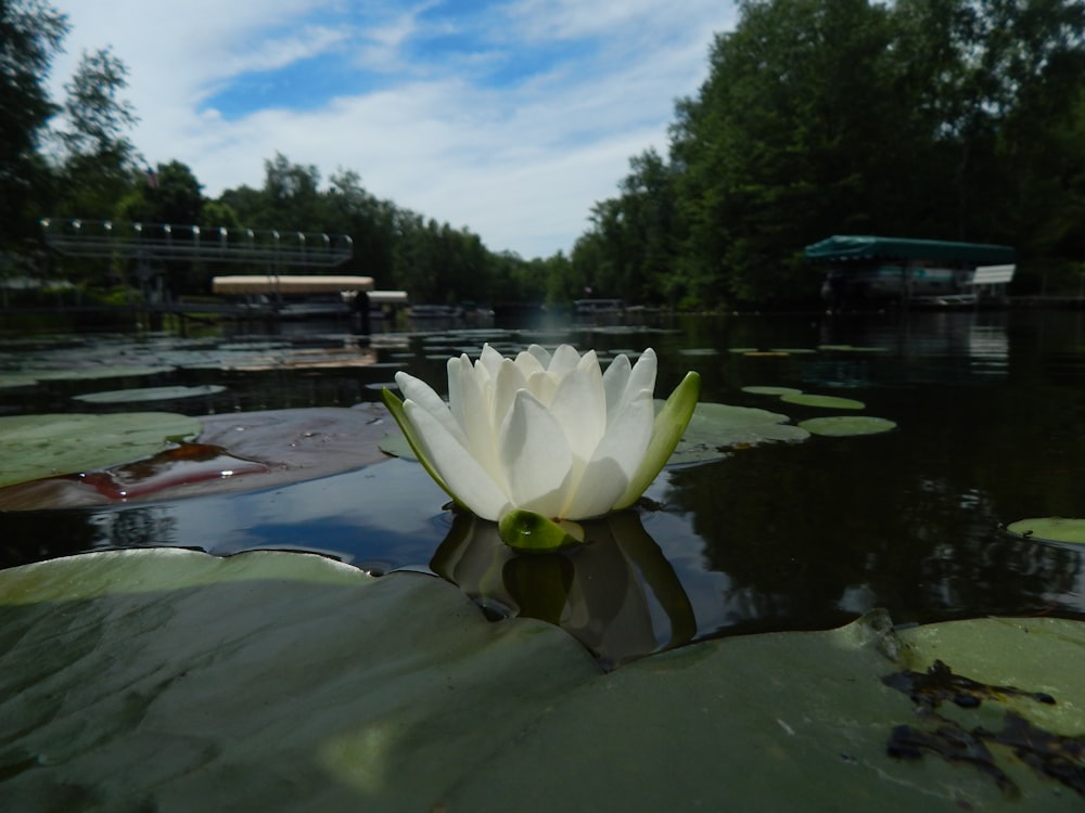 a white flower in a pond