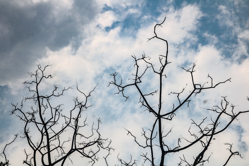 a group of trees with blue sky and clouds in the background