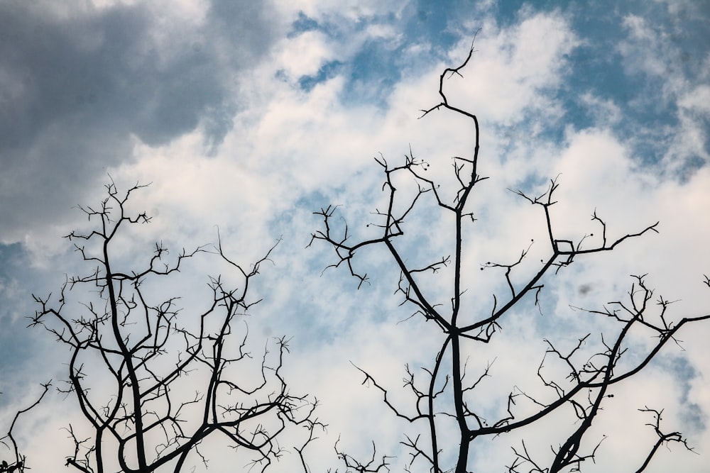 Un groupe d’arbres avec un ciel bleu et des nuages en arrière-plan