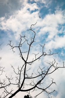 a tree with no leaves