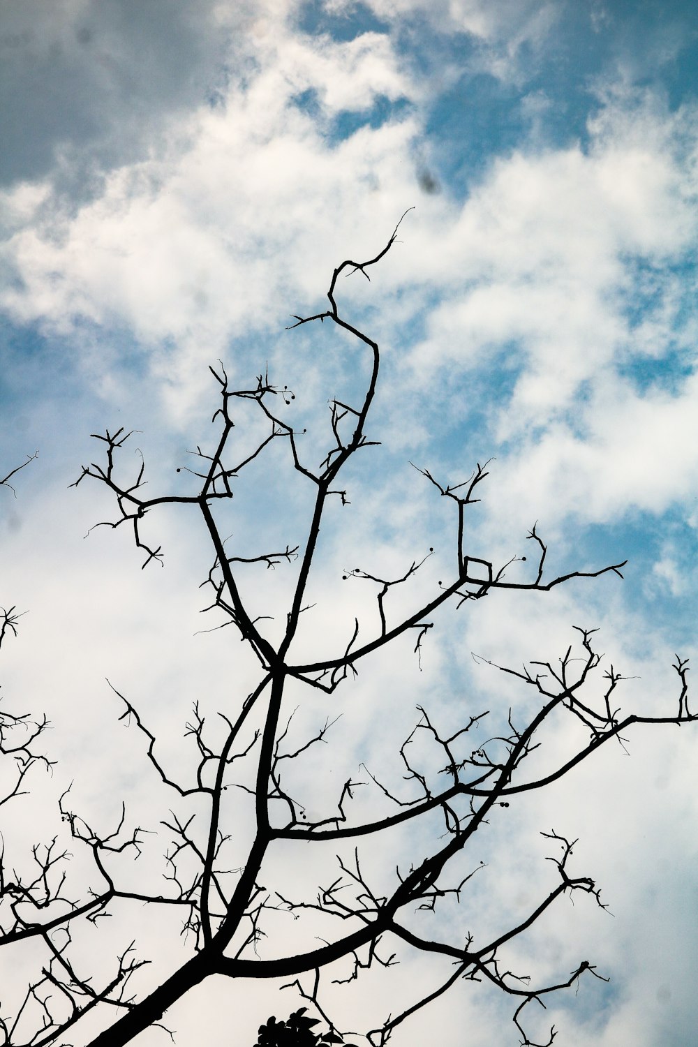 a tree with no leaves