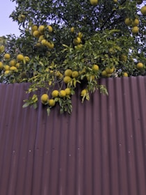 A tree with ripe yellow citrus fruits hanging from its branches extends over a corrugated metal fence. The fruits are abundant and surrounded by green leaves, creating a lush and vibrant contrast against the rustic brown of the fence.
