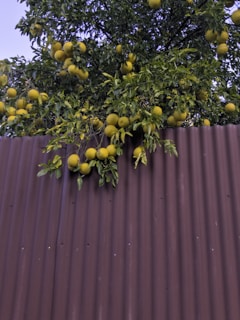 A tree with ripe yellow citrus fruits hanging from its branches extends over a corrugated metal fence. The fruits are abundant and surrounded by green leaves, creating a lush and vibrant contrast against the rustic brown of the fence.