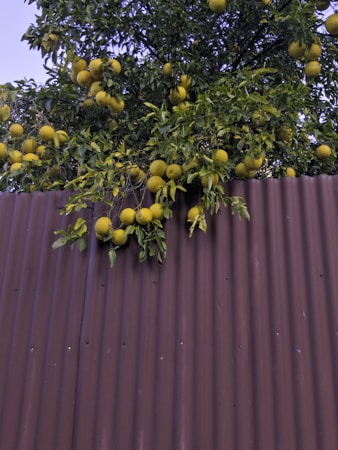Nurturing Citrus: The Importance of Local Efforts for Endemic Species Restoration
