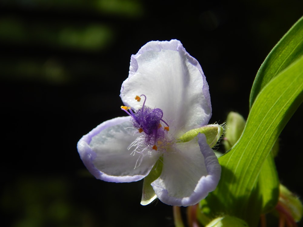 a white and blue flower