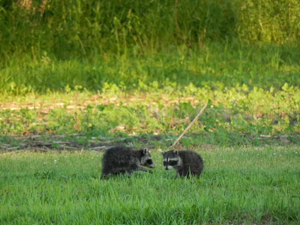 a couple of dogs in a grassy field