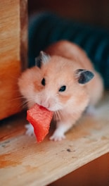 a hamster eating a piece of food