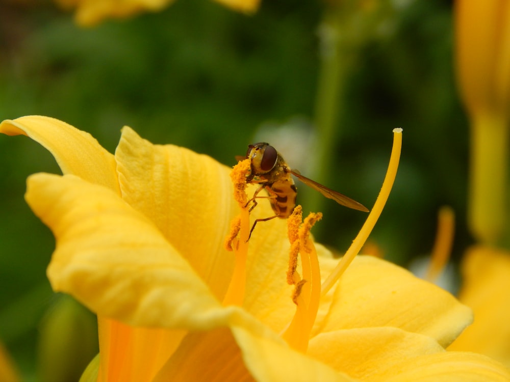 a bee on a yellow flower