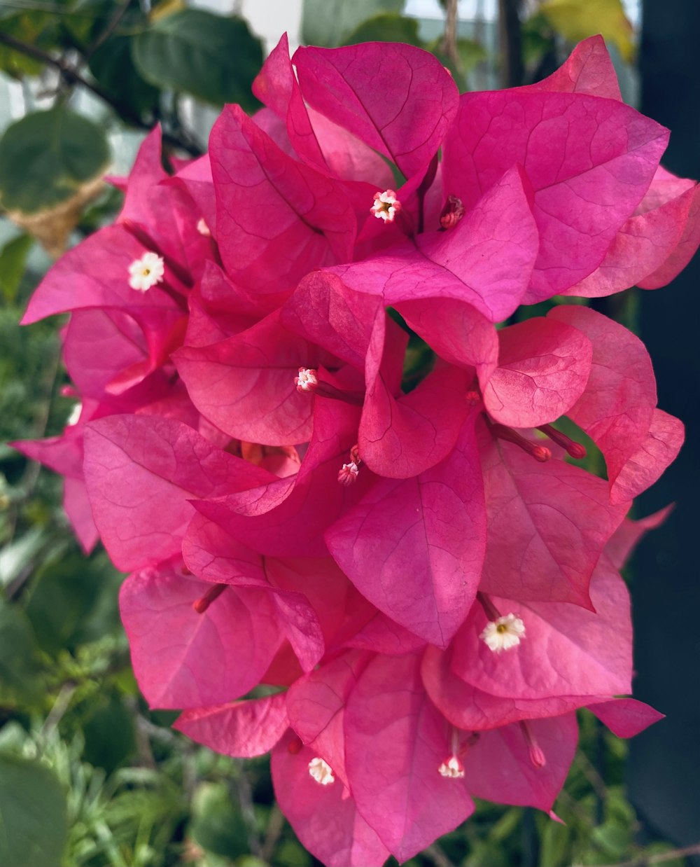 a close up of a flower