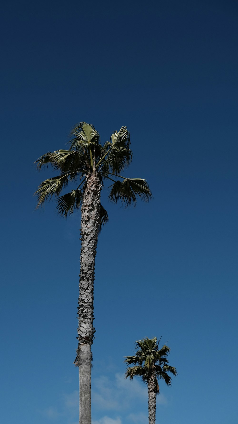 un couple de palmiers