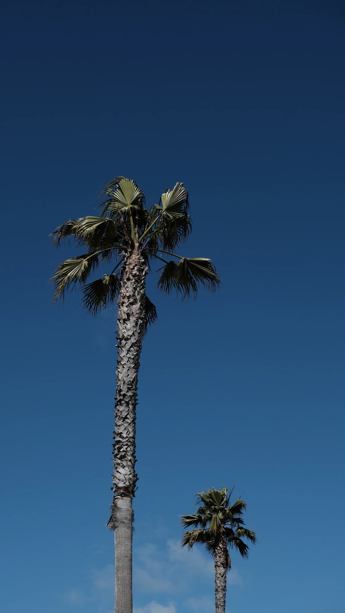 A couple of palm trees against the sky