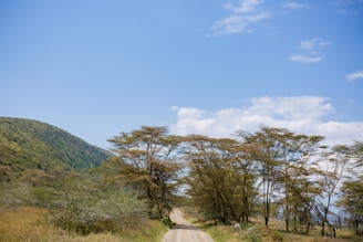A dirt road gently winds through a savannah landscape. Tall, sparse acacia trees line the path, casting slight shadows on the ground. The sky is vast, clear, and blue, with a few scattered white clouds. A green hillside rises to the left, covered in shrubs and grasses.