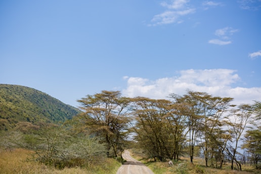 A dirt road gently winds through a savannah landscape. Tall, sparse acacia trees line the path, casting slight shadows on the ground. The sky is vast, clear, and blue, with a few scattered white clouds. A green hillside rises to the left, covered in shrubs and grasses.