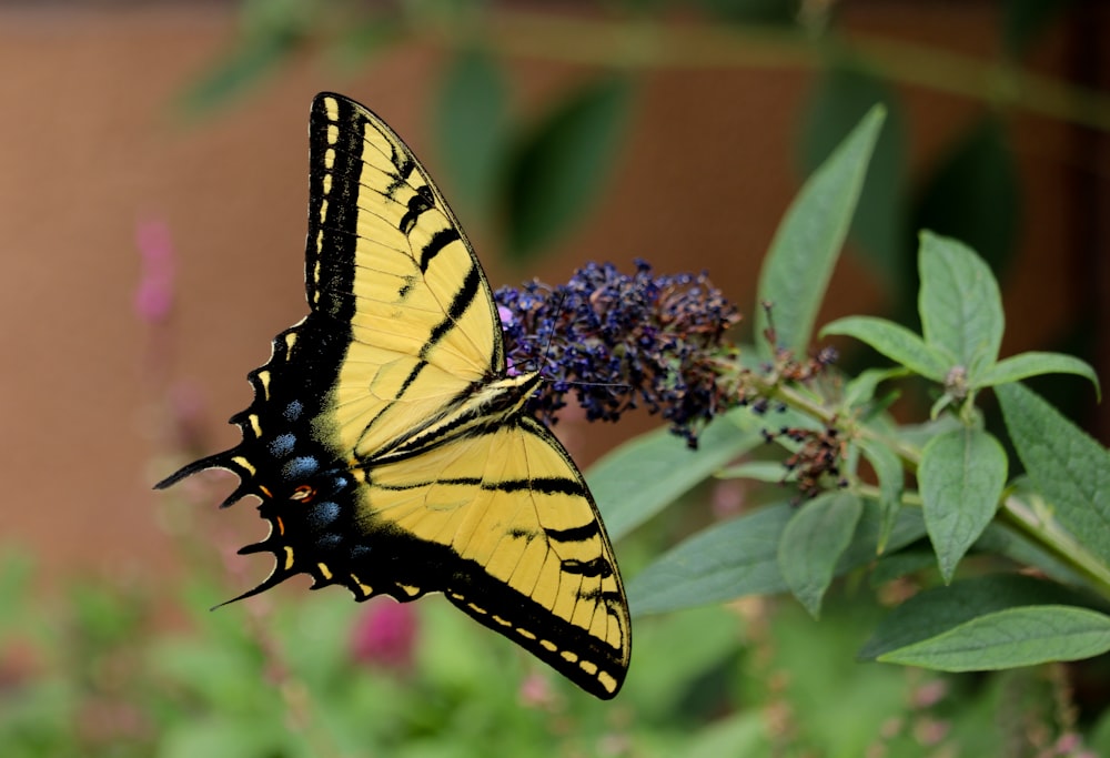 a butterfly on a flower