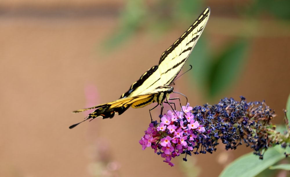 a butterfly on a flower