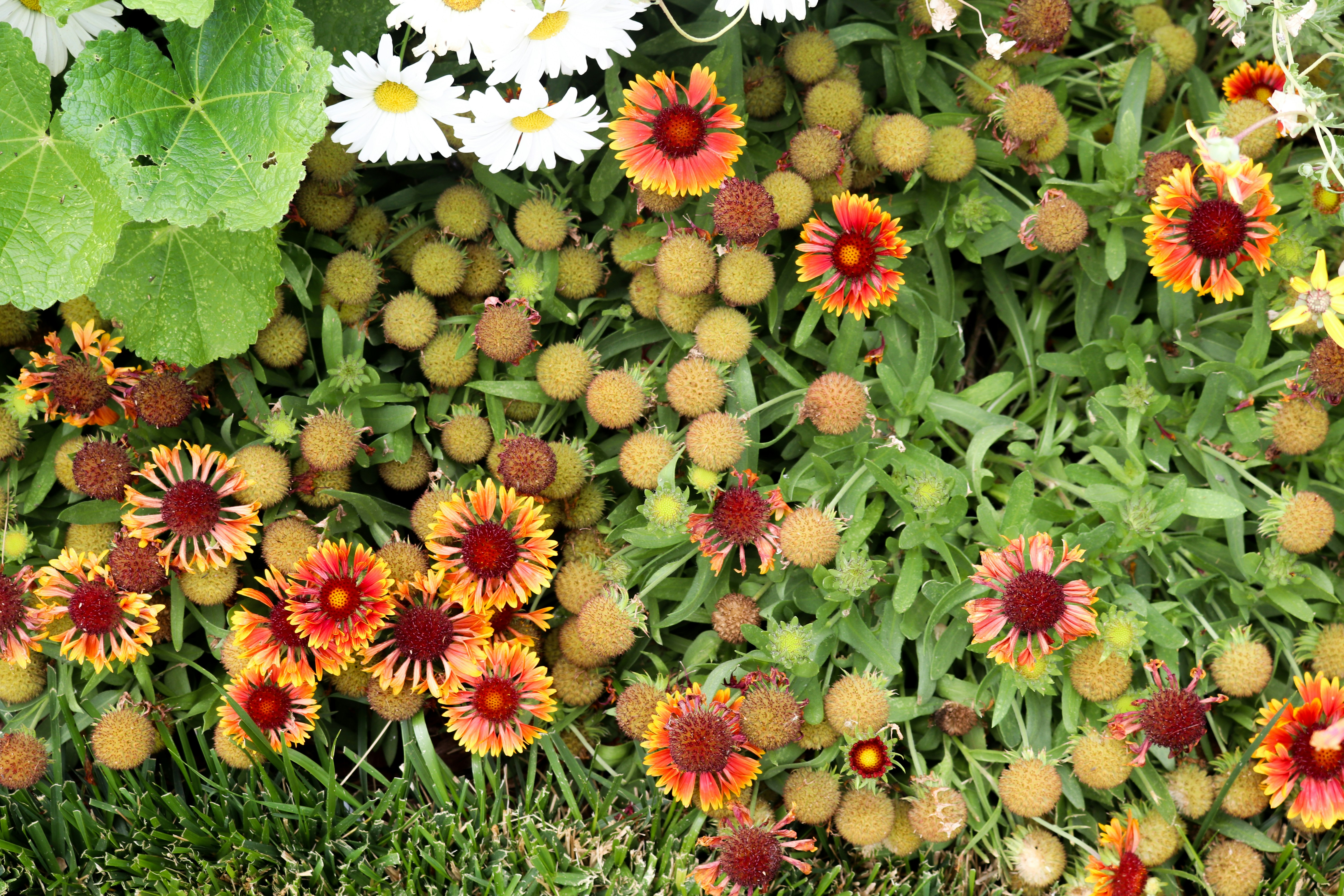 a group of colorful flowers