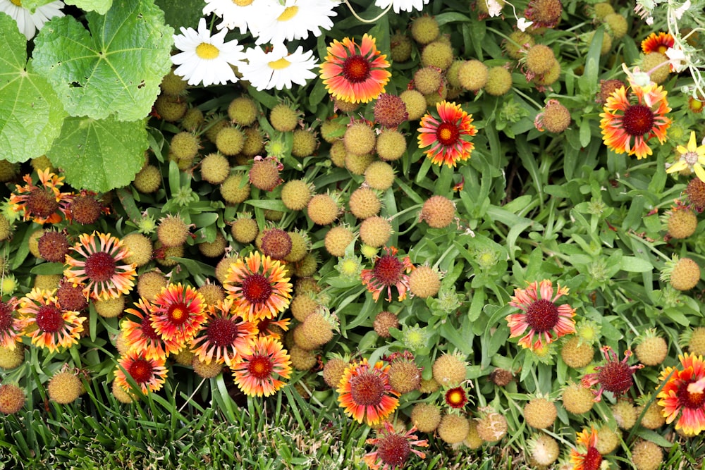 a group of colorful flowers