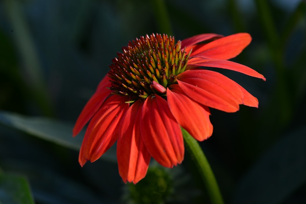 a red flower with yellow center